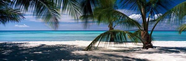 Caribbean beach colours under the palms of Isla Saona Santo Domingo
