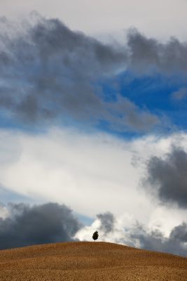 A lone tree in Tuscany after a storm