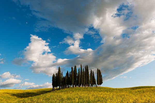 cypresses in Tuscany with a wonderful blue sky
