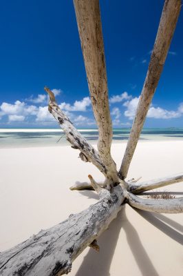Scenic view of a dead tree on Praslin beach Seychelles