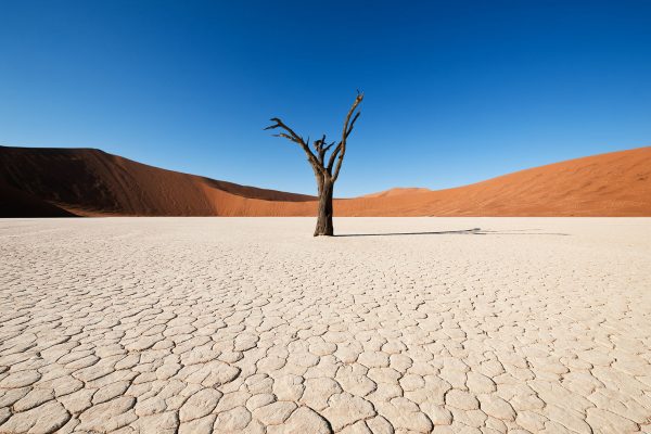A lonely tree in Deadvlei Namibia