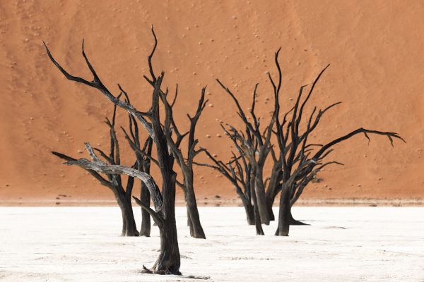 Scenic view of acacia trees in Deadavei Namibia