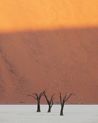 three acacia trees in Deadvlei Namibia