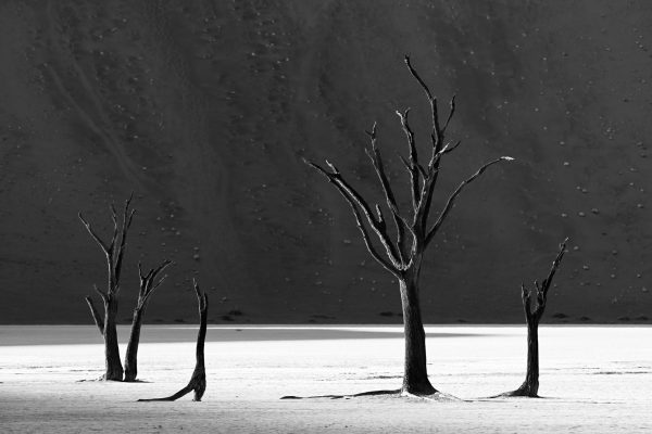 Mystic b&w view of Deadvlei acacia trees Namibia