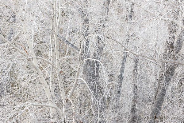 White trees at Dixie national forest Utah