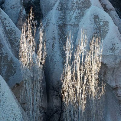 white trees on blue rocks and blade light Kapadokya